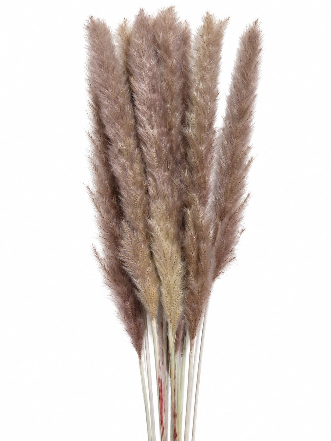 Pampas Grass Natural Dried