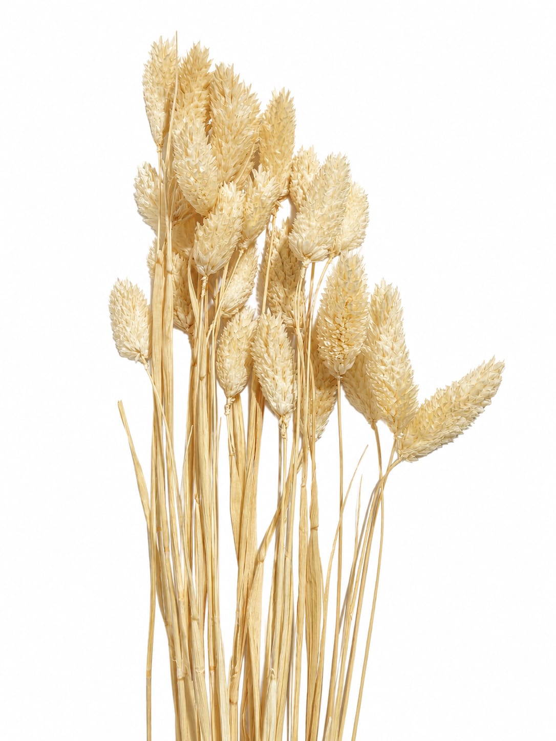 Pampas Grass Natural Dried