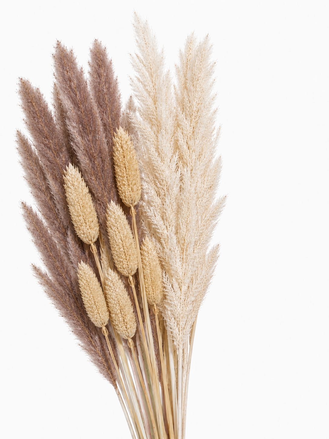 Pampas Grass Natural Dried