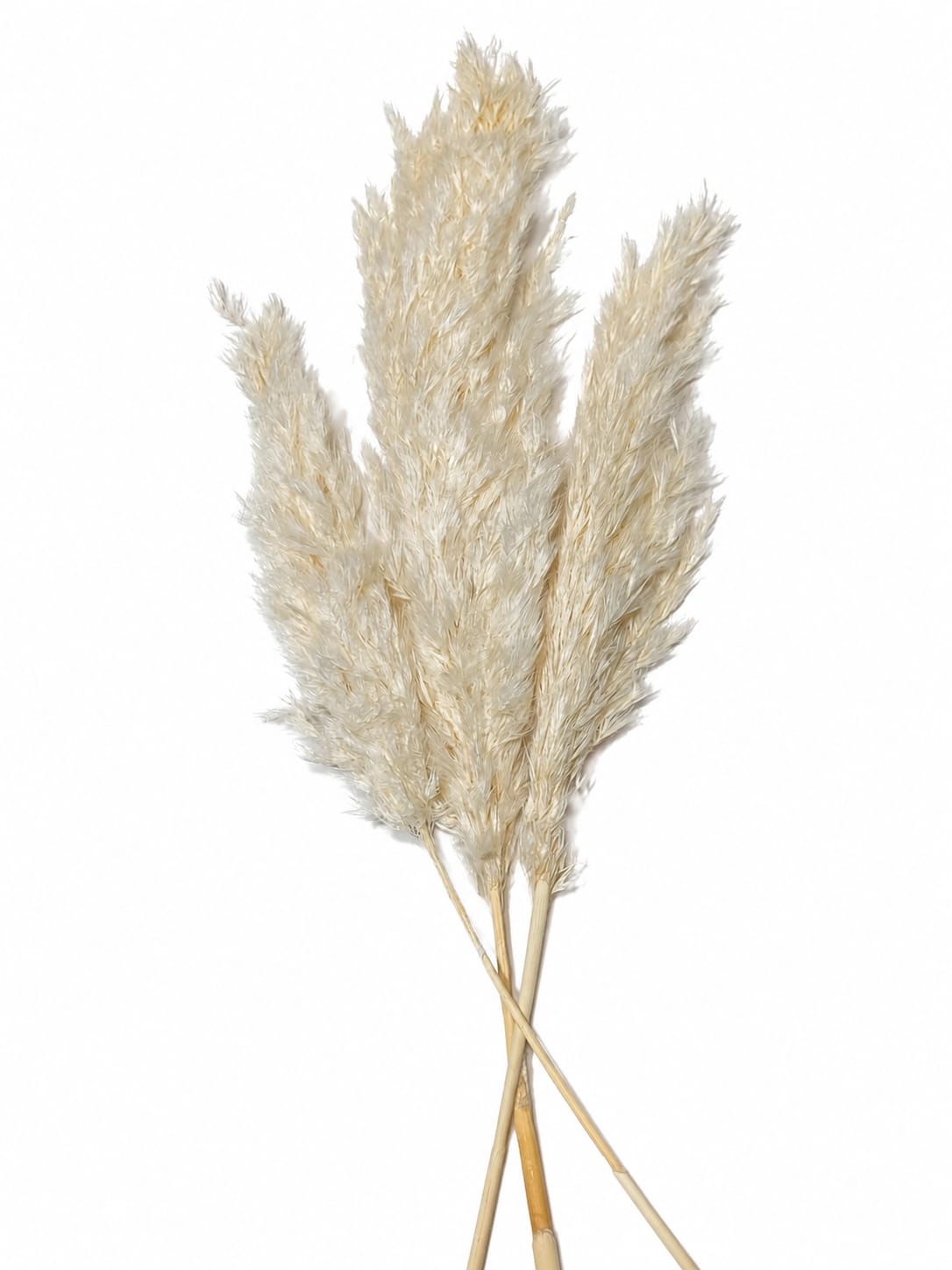 Pampas Grass Natural Dried